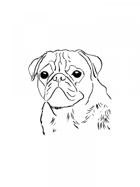 Pug coloring pages