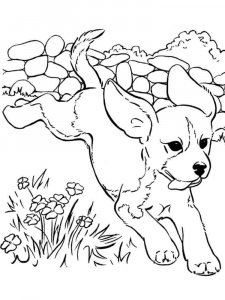 Puppy coloring page - picture 23