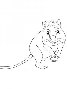 Quokka coloring page - picture 11