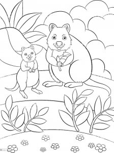 Quokka coloring page - picture 12