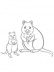 Quokka coloring page - picture 14