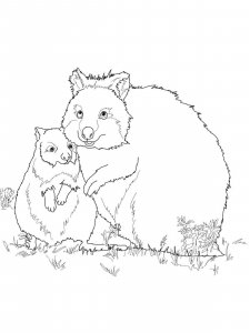 Quokka coloring page - picture 15