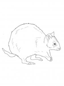 Quokka coloring page - picture 16