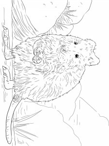 Quokka coloring page - picture 17