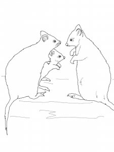 Quokka coloring page - picture 18