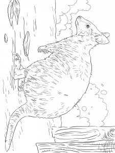 Quokka coloring page - picture 2