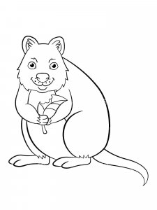 Quokka coloring page - picture 3