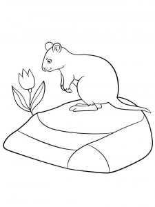 Quokka coloring page - picture 6