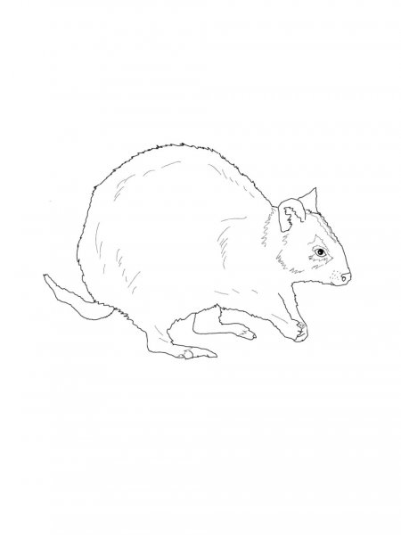 Quokka coloring pages