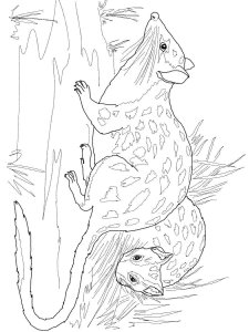 Quoll coloring page - picture 1