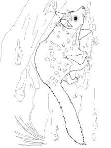Quoll coloring page - picture 2
