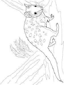 Quoll coloring page - picture 3