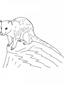 Quoll coloring page - picture 4