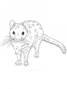 Quoll coloring page - picture 5