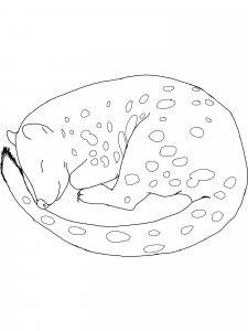 Quoll coloring page - picture 6