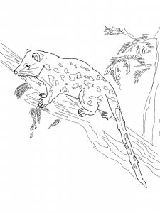Quoll coloring page - picture 7