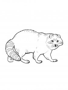 Raccoon Coloring Pages 46