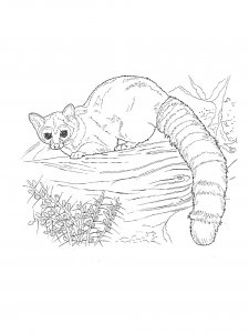 Raccoon Coloring Pages 47