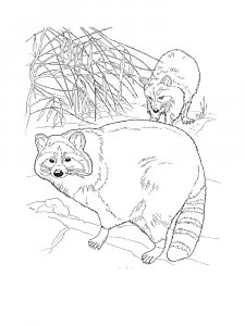 Raccoon Coloring Pages 48