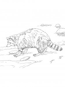 Raccoon Coloring Pages 49