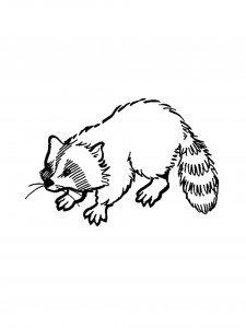 Raccoon Coloring Pages 50