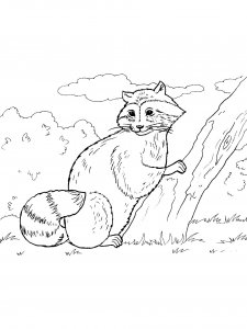 Raccoon Coloring Pages 51