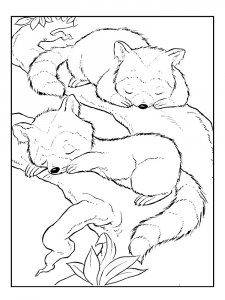 Raccoon Coloring Pages 52