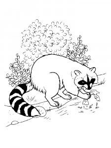 Raccoon Coloring Pages 53