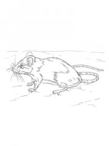 Rat coloring page - picture 10
