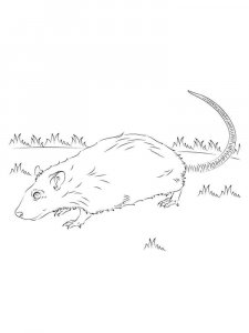 Rat coloring page - picture 11