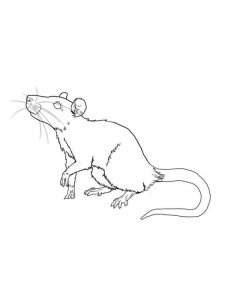 Rat coloring page - picture 14