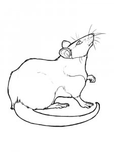 Rat coloring page - picture 15