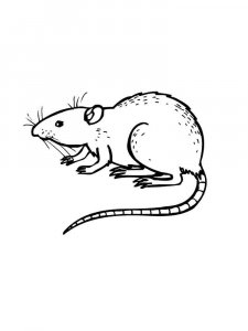 Rat coloring page - picture 16