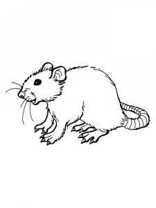 Rat coloring page - picture 22