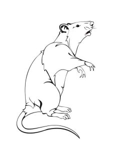 Rat coloring page - picture 23
