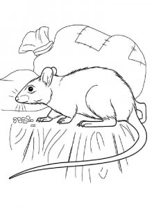 Rat coloring page - picture 4