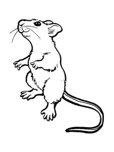 Rat coloring page - picture 5