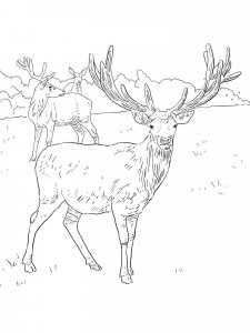 Red Deer coloring page - picture 10