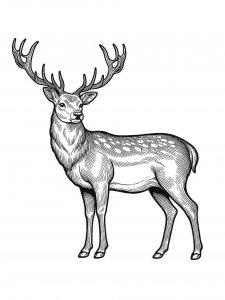 Red Deer coloring page - picture 15