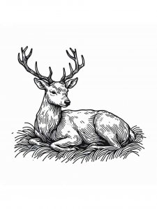 Red Deer coloring page - picture 17
