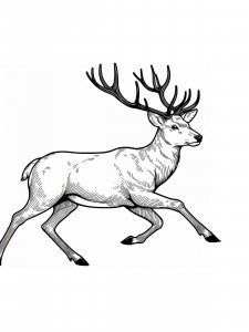 Red Deer coloring page - picture 21