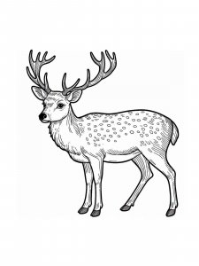 Red Deer coloring page - picture 22