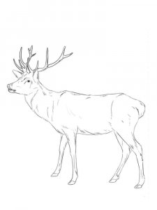 Red Deer coloring page - picture 4