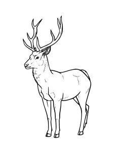 Red Deer coloring page - picture 5