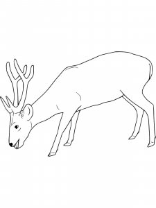 Red Deer coloring page - picture 6