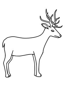 Red Deer coloring page - picture 8