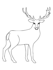 Red Deer coloring page - picture 9