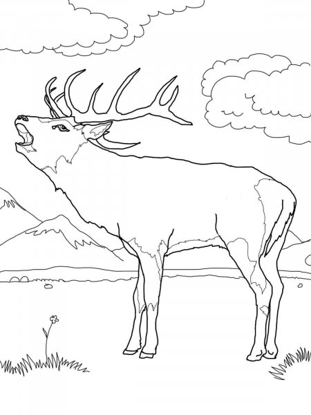 Red Deer coloring pages