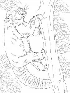 Red Panda coloring page - picture 11
