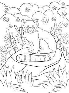 Red Panda coloring page - picture 16